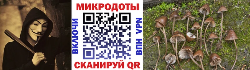 Псилоцибиновые грибы мицелий  Павловская 